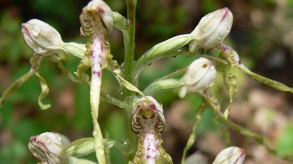 Botanici našli v Podyjí poprvé po 70 letech vzácnou orchidej